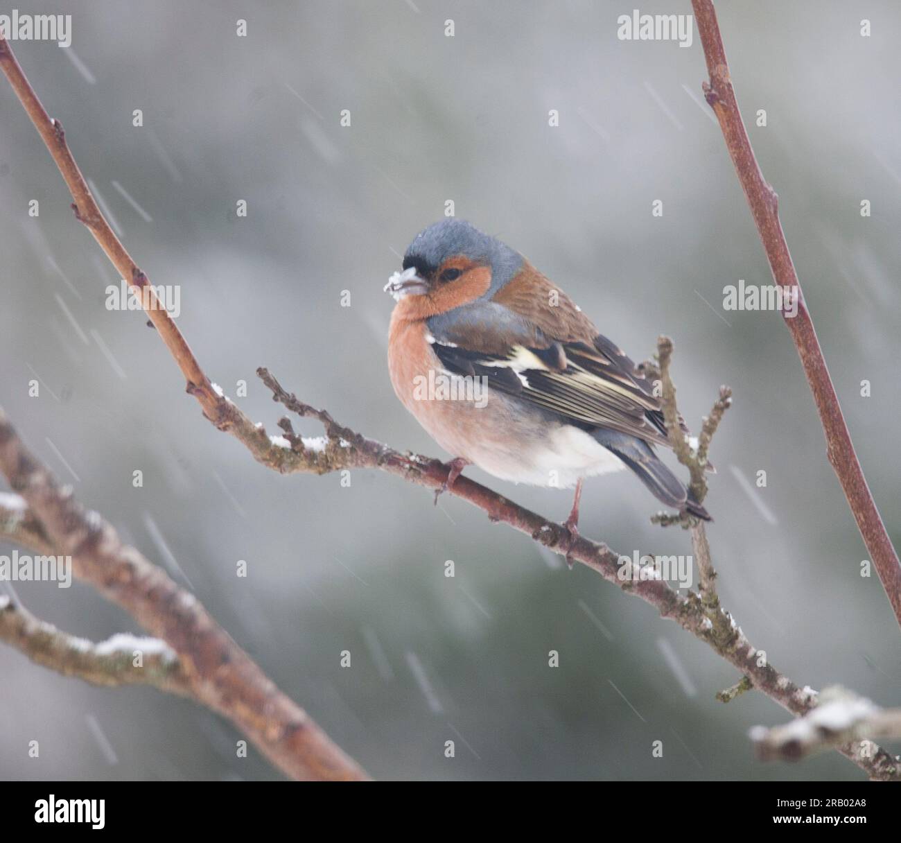 COMMON CHAFFINCH on branch at winter Stock Photo