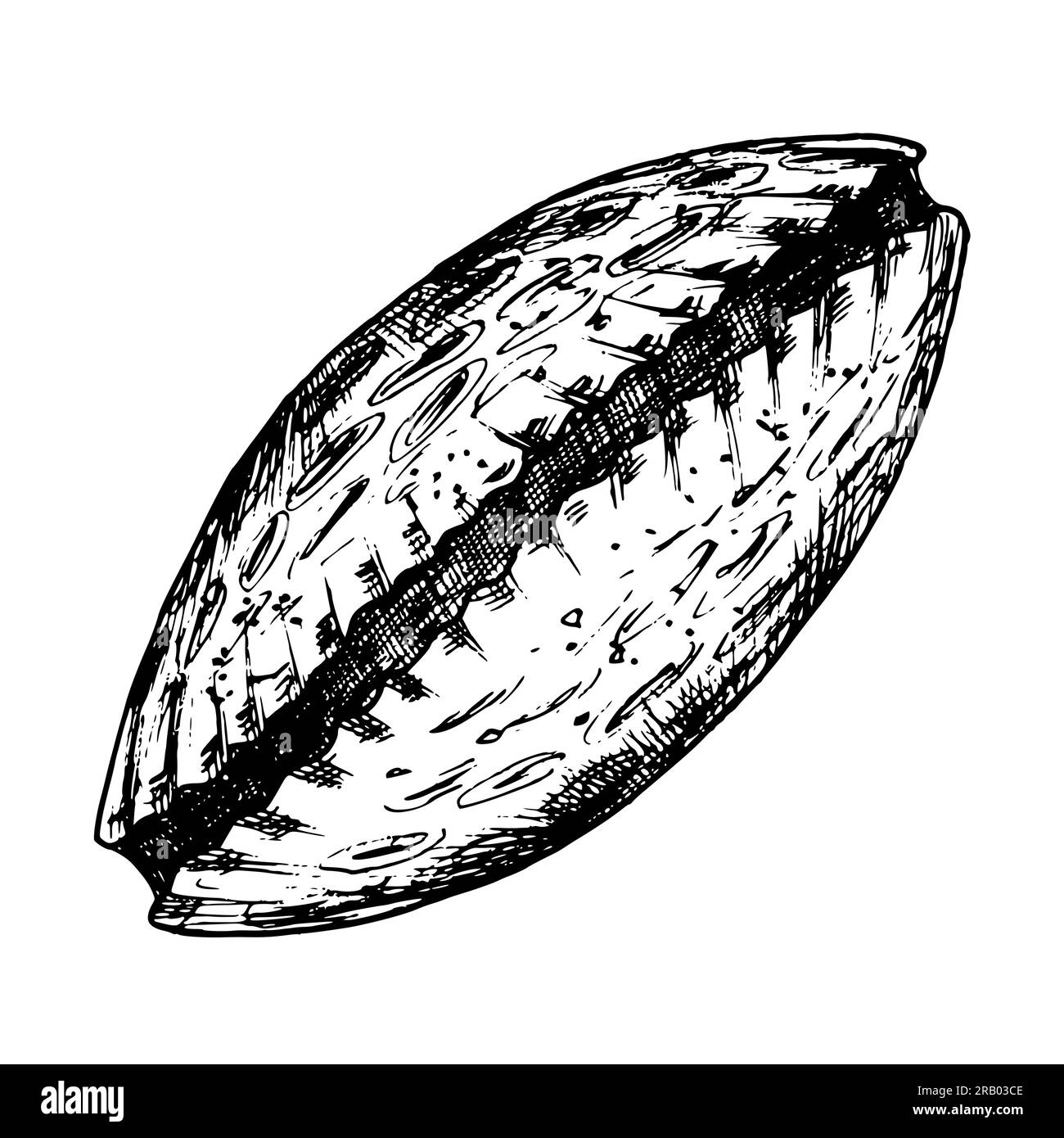 Seashell vector illustration. Hand drawn engraving of sea Shell painted ...