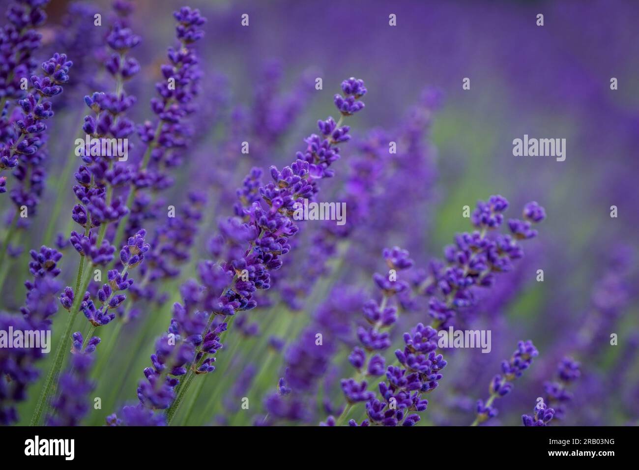 A Lavender border in full flower Stock Photo Alamy