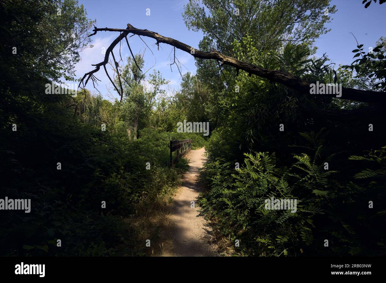 Trail  in a park with a branch arching on it on a sunny day in the italian countryside Stock Photo