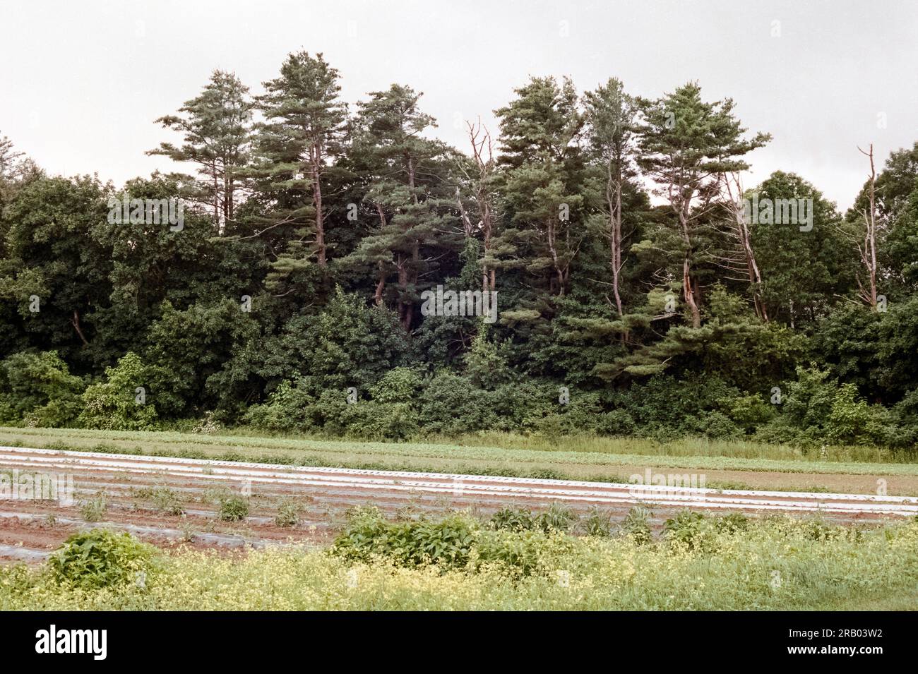 Newbury, Massachusetts Spring crops covered with white plastic