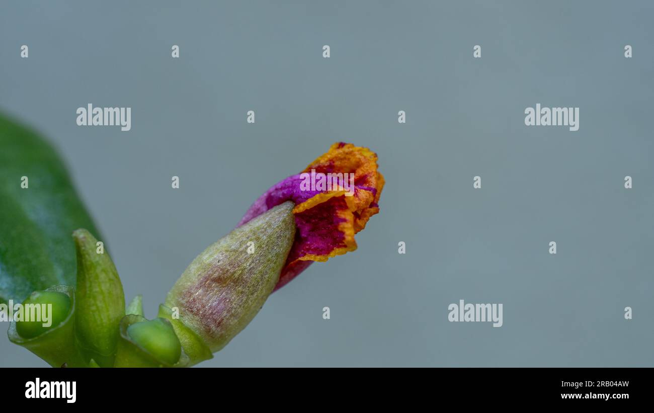 Vivid Blooms: Small Flower Buds Blooming with Colors - Isolated on Gray Background Stock Photo