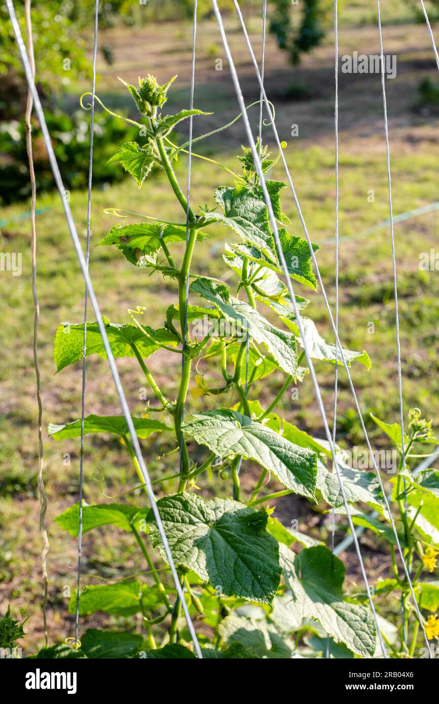Cucumber plant growing vertically on a trellis in a vegetable garden