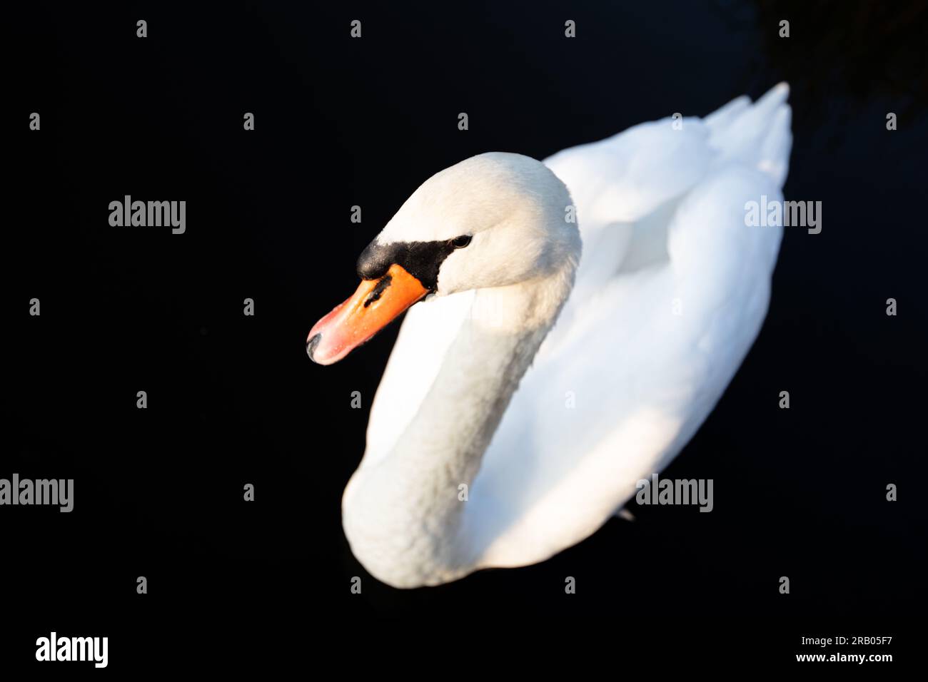 White swan swimming on the lake wallpaper Stock Photo - Alamy