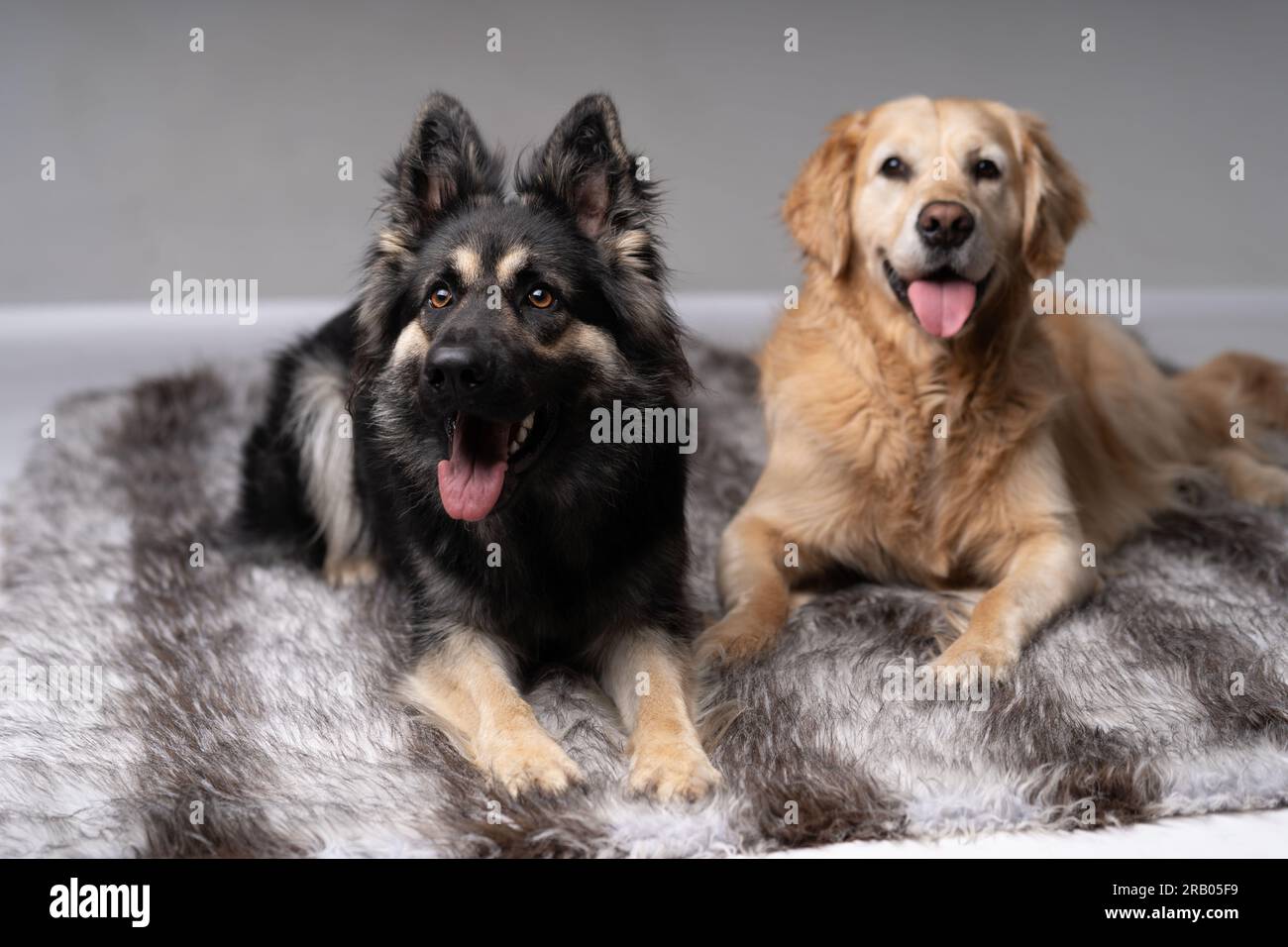 Golden Retriever and an old german shepherd lying down Stock Photo