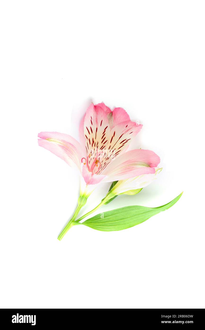 Pink alstroemeria flower isolated on white background, close up. Stock Photo