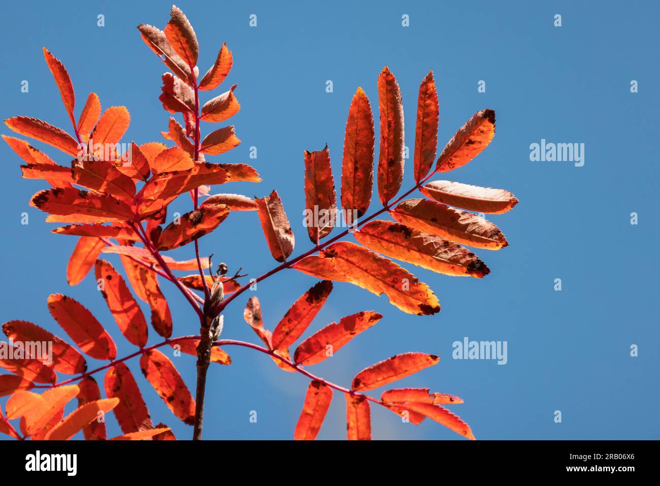 Red  autumn leaves of a rowan tree are under clear blue sky, close up photo with selective focus. Fall season natural photo background Stock Photo