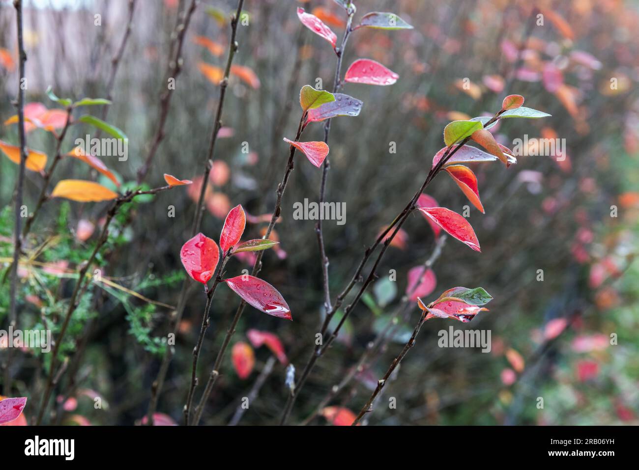 Bright colorful leaves of chokeberry, close up photo with selective soft focus taken on a foggy day. Natural autumn background Stock Photo