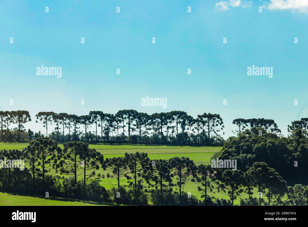Various pines, trees known as Araucaria (Araucaria angustifolia ...