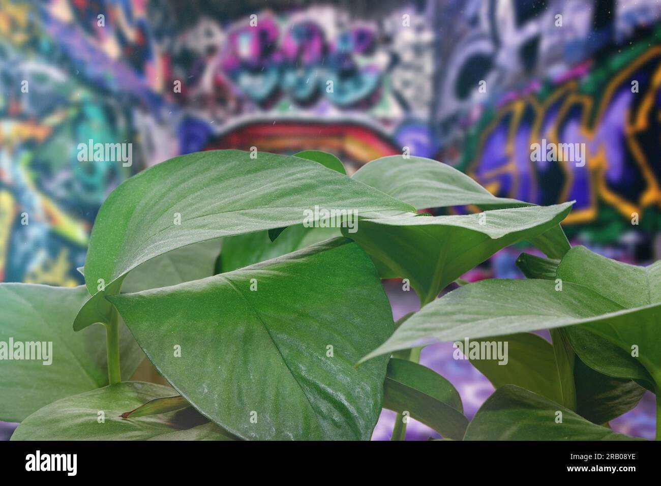 Plants in urban areas Stock Photo - Alamy