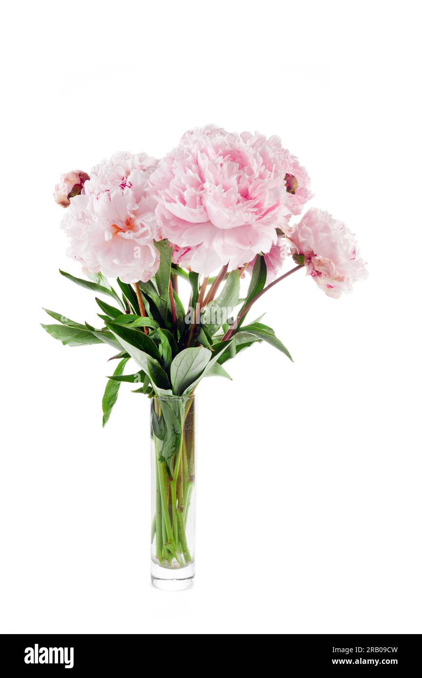 Pink peony flower isolated on white background Stock Photo - Alamy