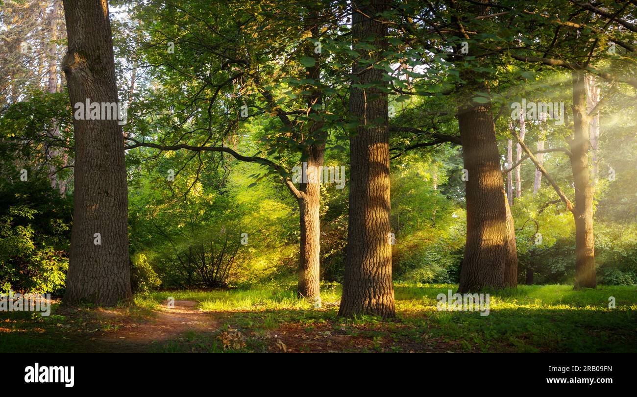 Beautiful rays of sunlight in a green summer oak forest Stock Photo - Alamy