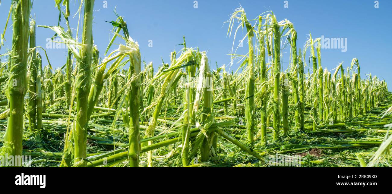 heavy storm and hail destroyed agricultural field Stock Photo