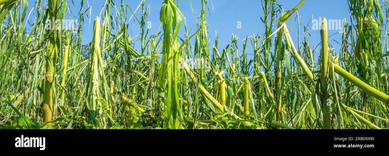 heavy storm and hail destroyed agricultural field Stock Photo