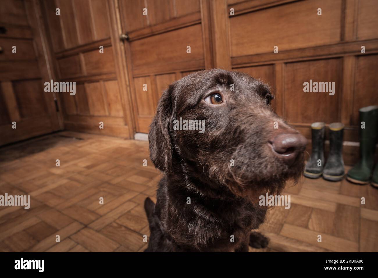 Labradoodle dog in wood panelled room Stock Photo