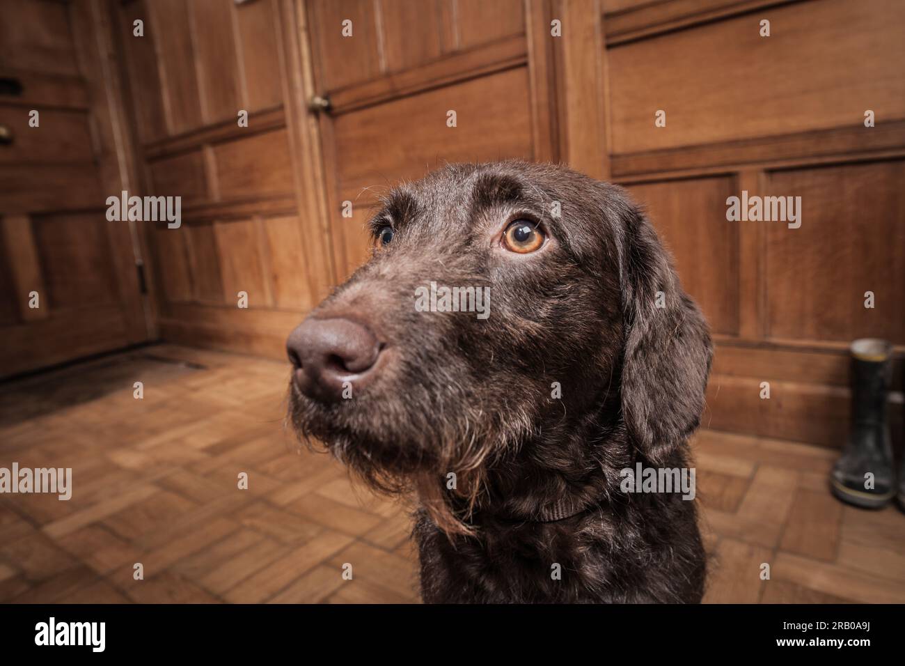 Labradoodle dog in wood panelled room Stock Photo