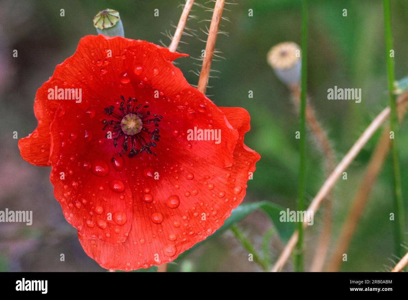 Poppy single red flower with rain drops on the four large overlapping petals multiple dark stemens and greenish cone in the centre a symbol of peace Stock Photo