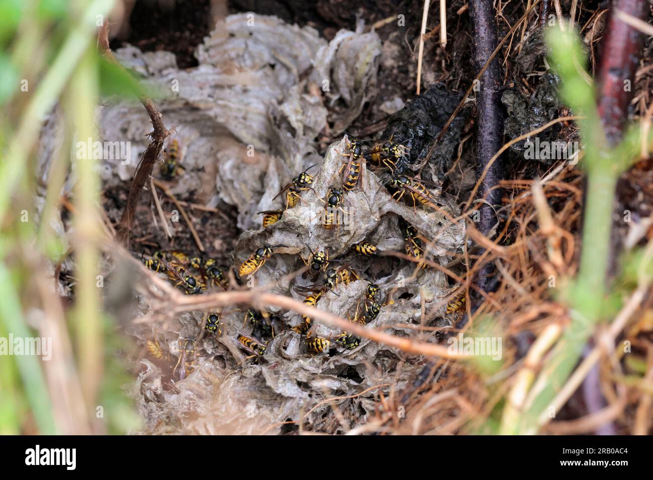 Invaded wasp nest underground hires stock photography and images Alamy