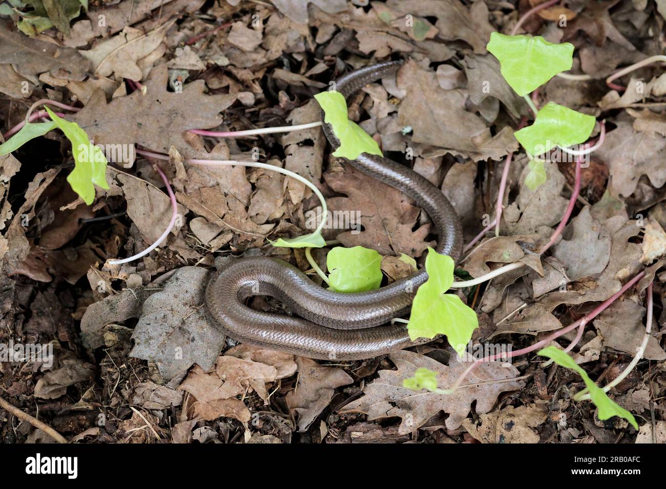 Slow worm Anguis fragilis, a legless lizard motionless just uncovered by metal roofing sheet, head under pale leafy shoot, long shiny bronze grey body Stock Photo