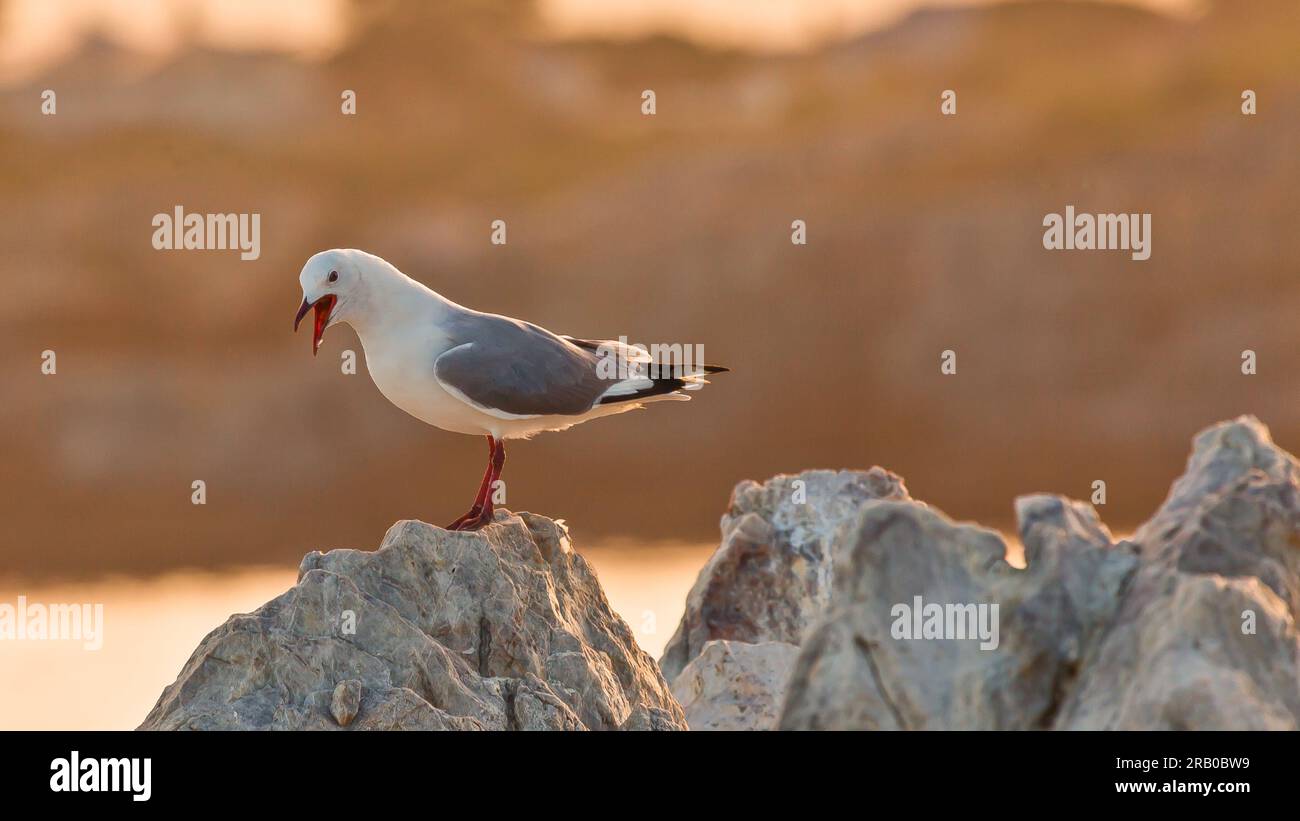 Picture of a seagull standing on a rock with its beak open against a ...