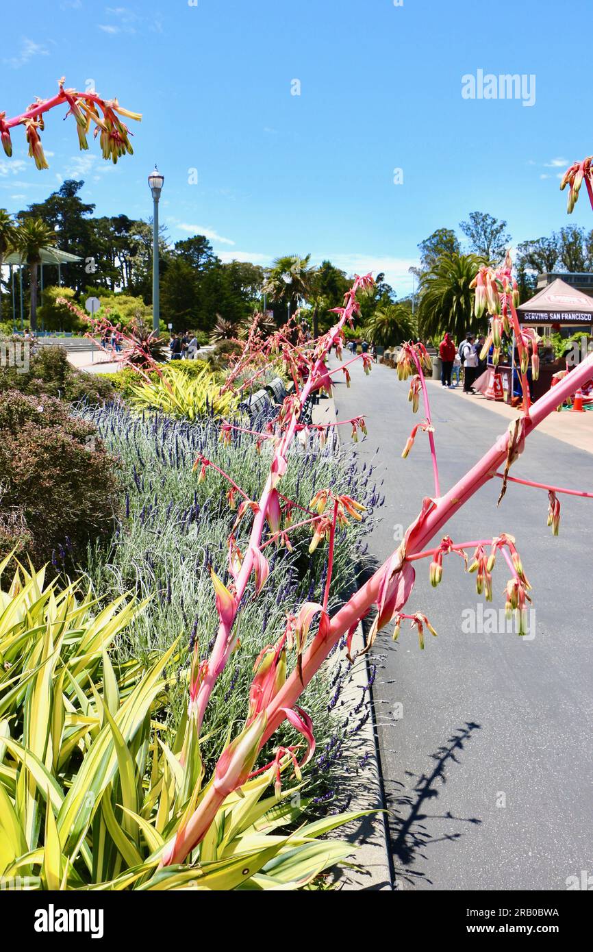 Beschorneria Albiflora flower heads light green and red tinted tubular blooms Golden Gate Park  in Spring San Francisco California USA Stock Photo