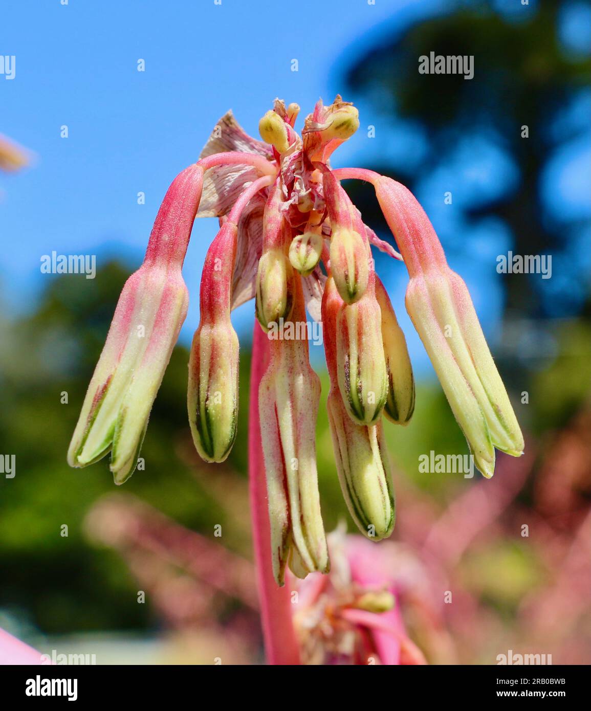 Beschorneria Albiflora flower head light green and red tinted tubular blooms Golden Gate Park  in Spring San Francisco California USA Stock Photo