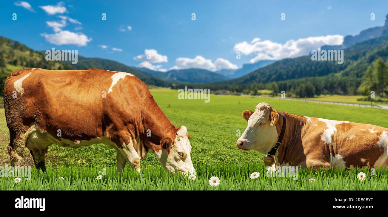 Two brown and white dairy cows on a mountain green pasture with daisy ...