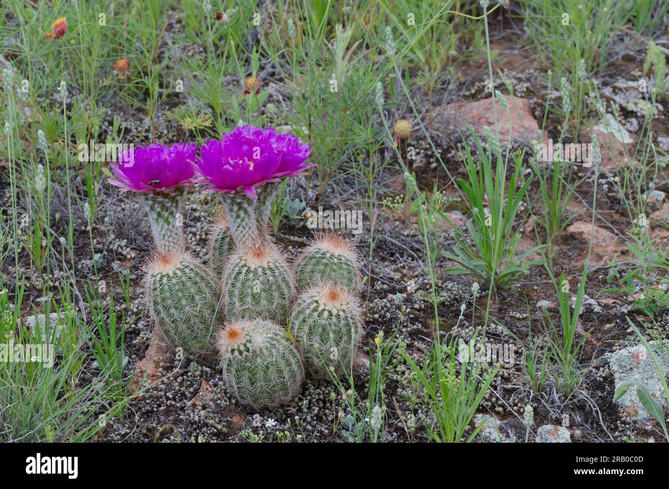 Lace Hedgehog Cactus, Echinocereus reichenbachii Stock Photo
