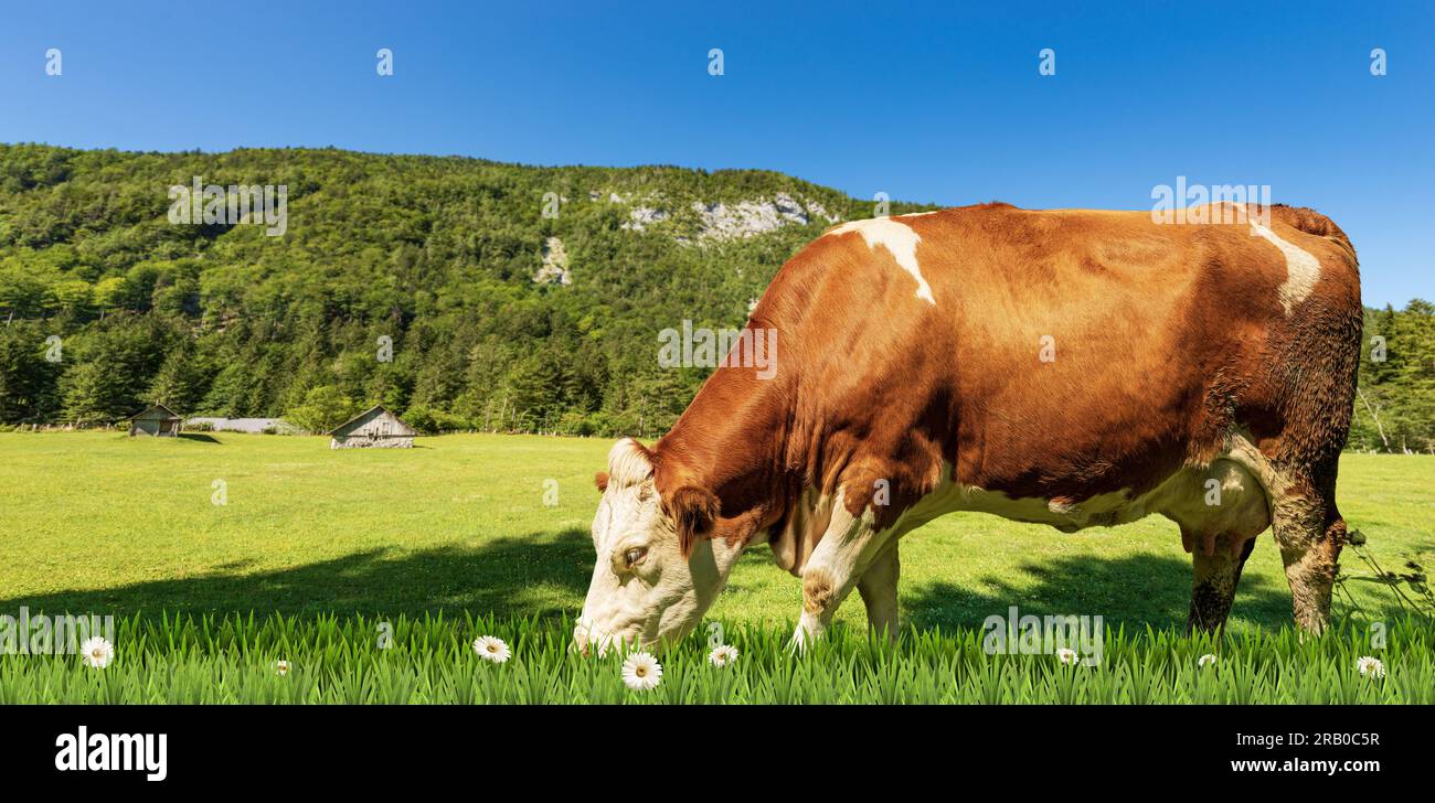 Brown and white dairy cow on a mountain green pasture with daisy ...