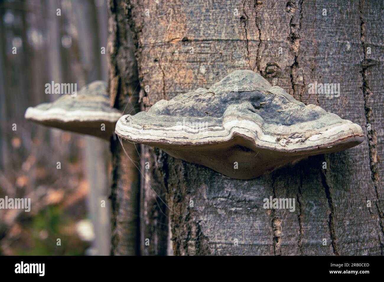 Two large samples of Polypores or tree fungi on a beech trunk in the Bavarian Forest region between mount Rachel and Lusen Stock Photo
