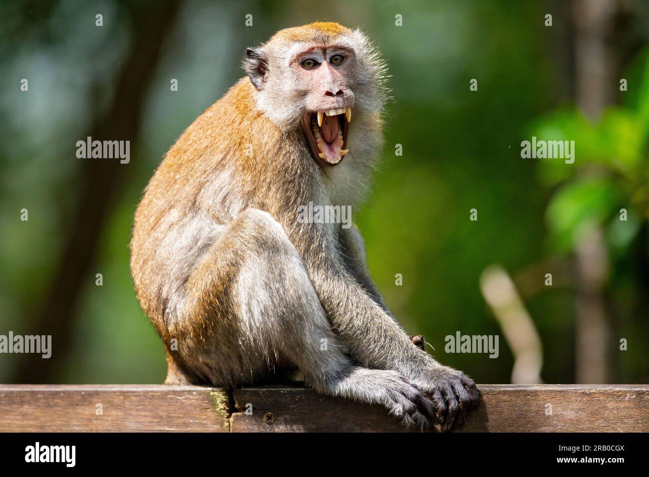Adult long tailed macaque yawning while resting on a mangrove boardwalk balustrade, Singapore Stock Photo