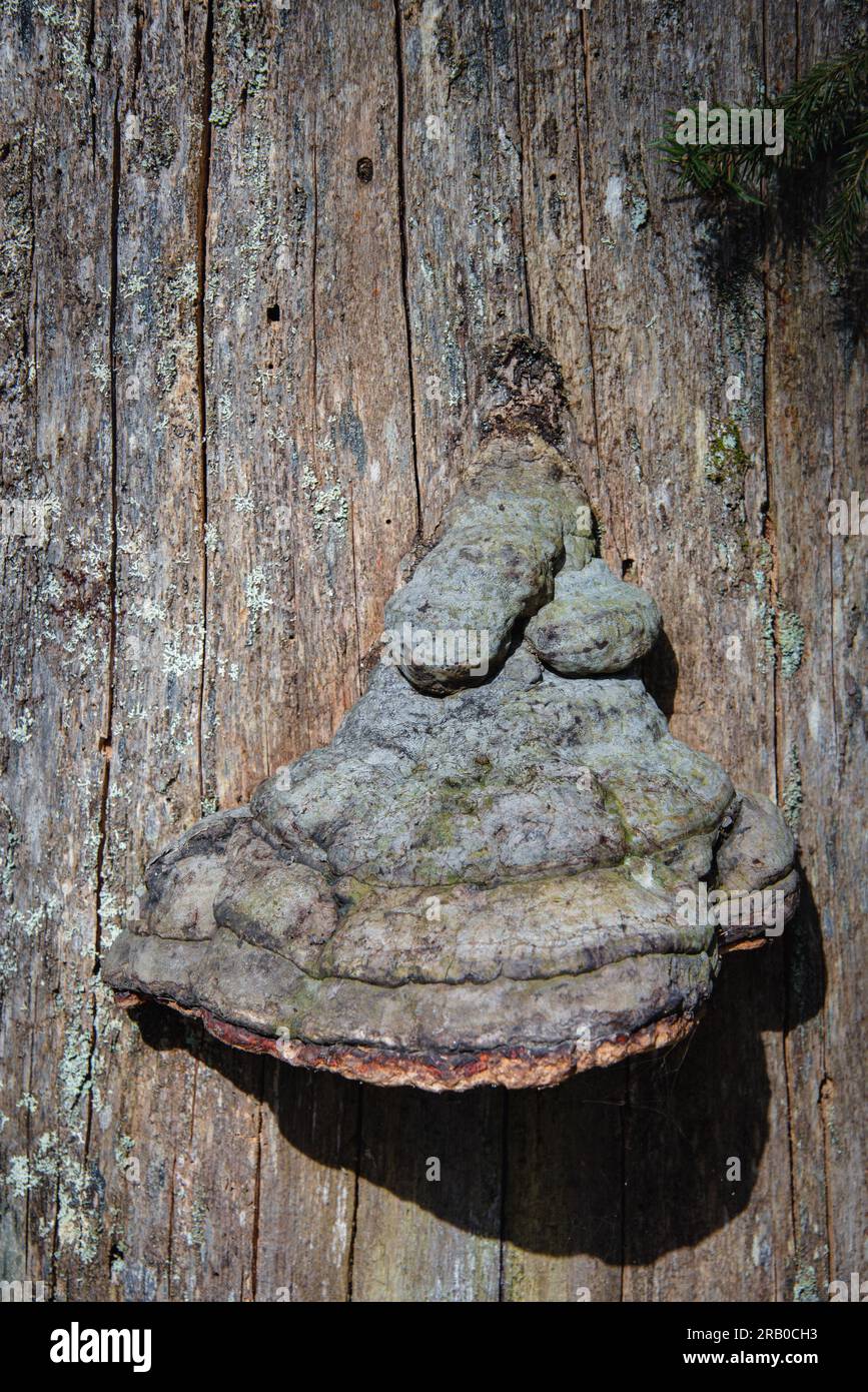 Comic by nature: A tree fungus in the Bavarian Forest region wearing a slight resemblance to Homer Simpson Stock Photo