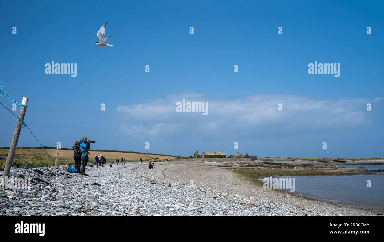 An Arctic tern flying over the shingle beach, and a birdwatcher, at Cemlyn Bay, Anglesey, Wales, UK Stock Photo
