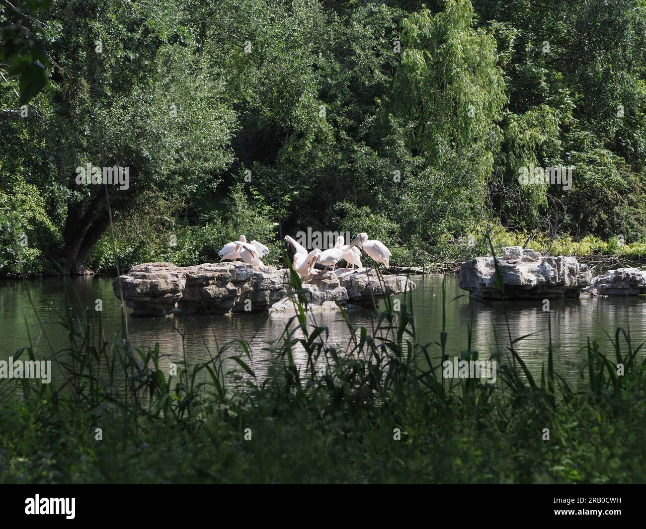 great white pelican scientific name Pelecanus of animal class birds