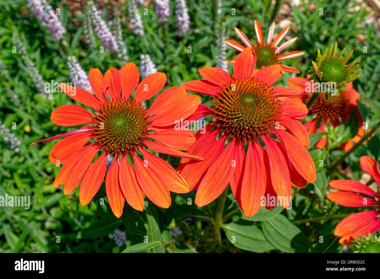 Deep orange or light red color coneflowers some fully opened in the foreground closeup view with other garden plants in the background on a sunny day Stock Photo