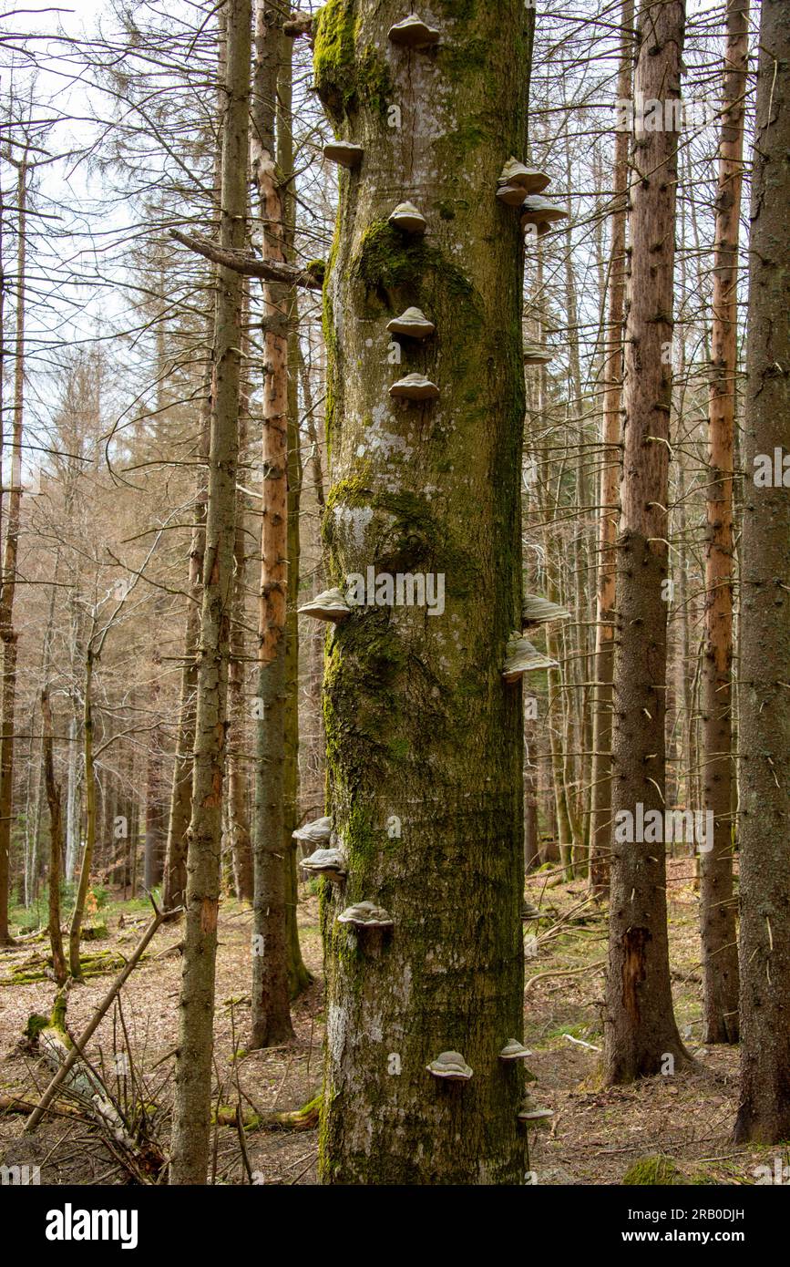 An old tree with many polypores growing on its bark. Stock Photo