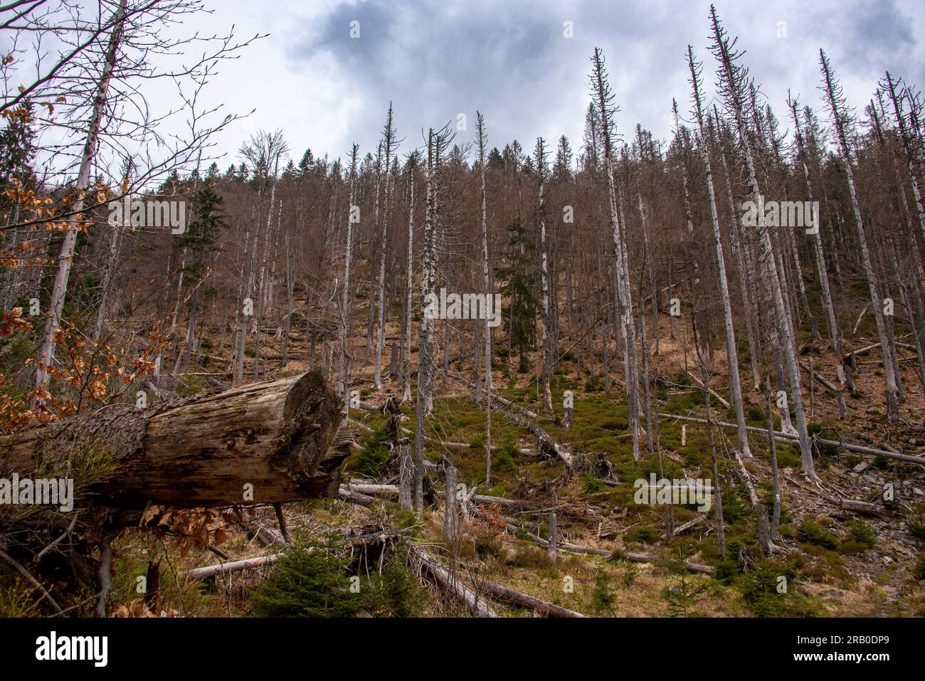 A hillside with fallen trees after a winter storm. In Bavarian Forest National Park nature is left to her own devices and trees are allowed to rot Stock Photo