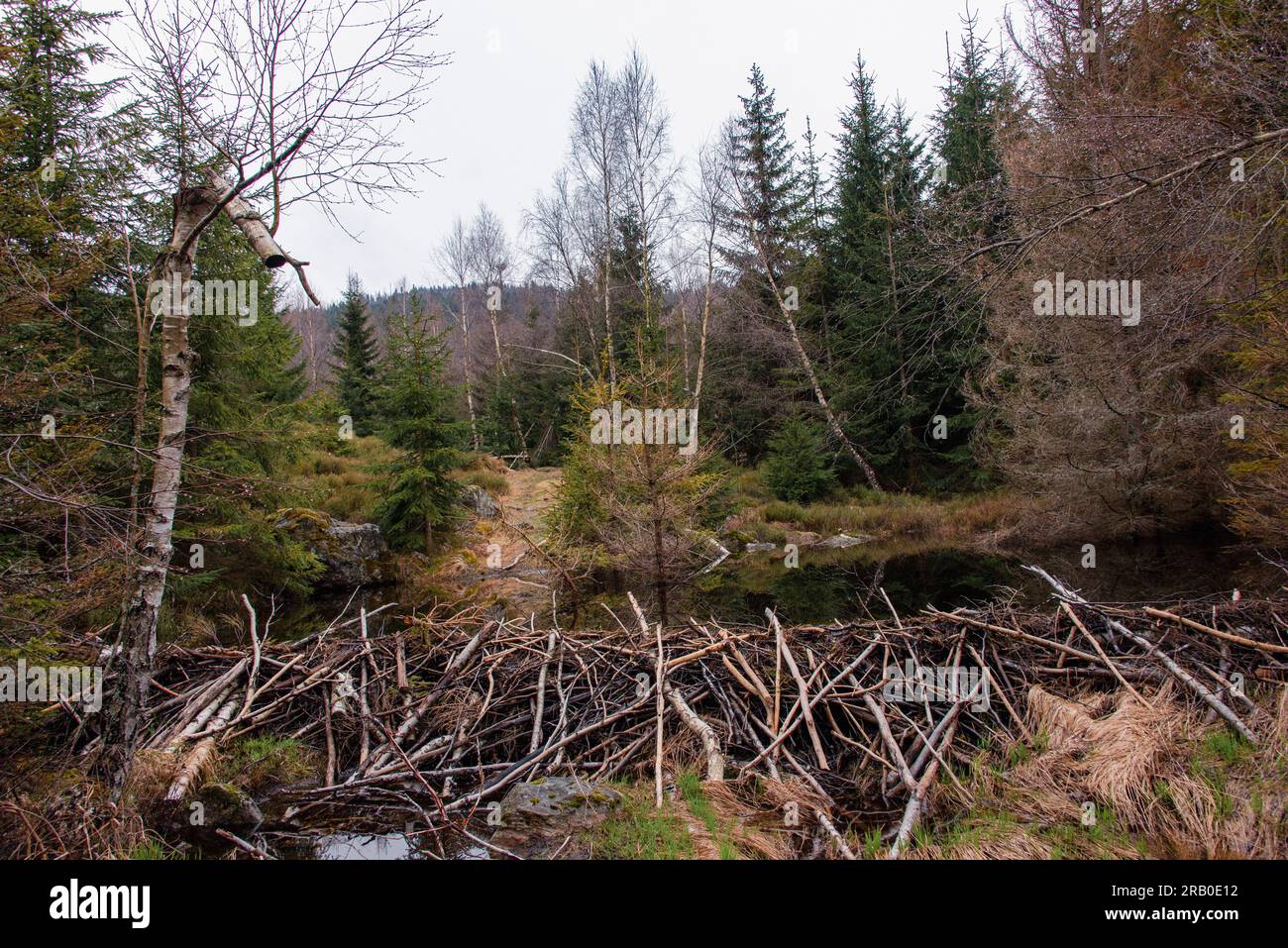 Beaver dam on the Northern slopes of Mount Rachel at a height of 1000 metres ASL. Beavers have come back in the Bavarian Forest since being protected Stock Photo