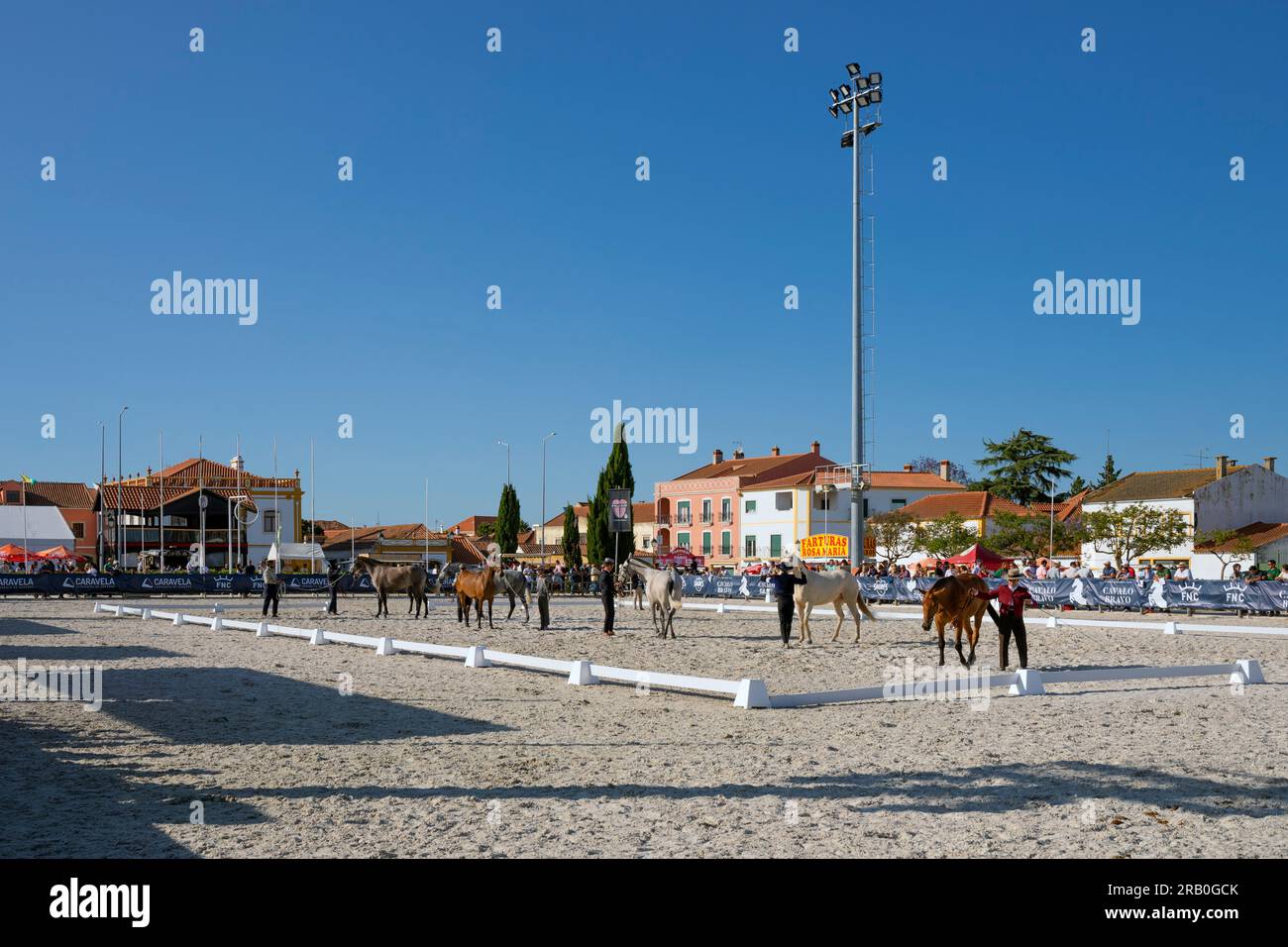 Europe, Portugal, Alentejo Region, Golega 'Mares and Foals' Horse Festival with Young Lusitano Horses lined up to receive Winner's Rosettes Stock Photo