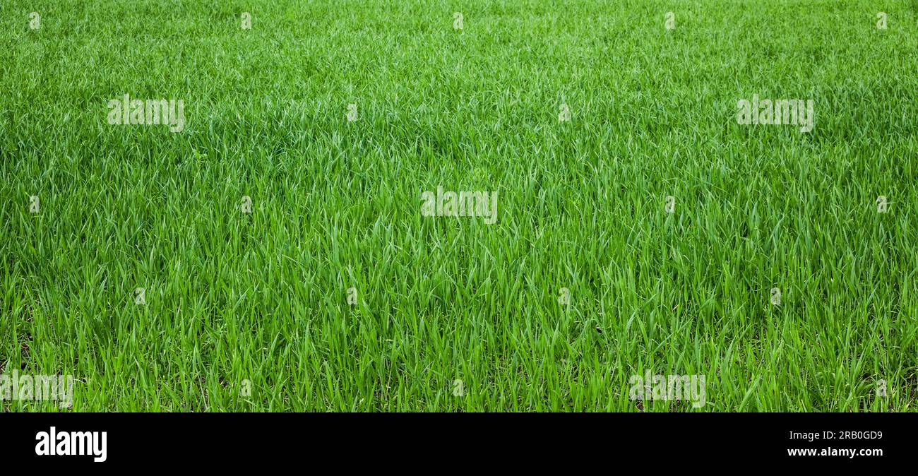 Young wheatgrass in spring panorama photo Stock Photo