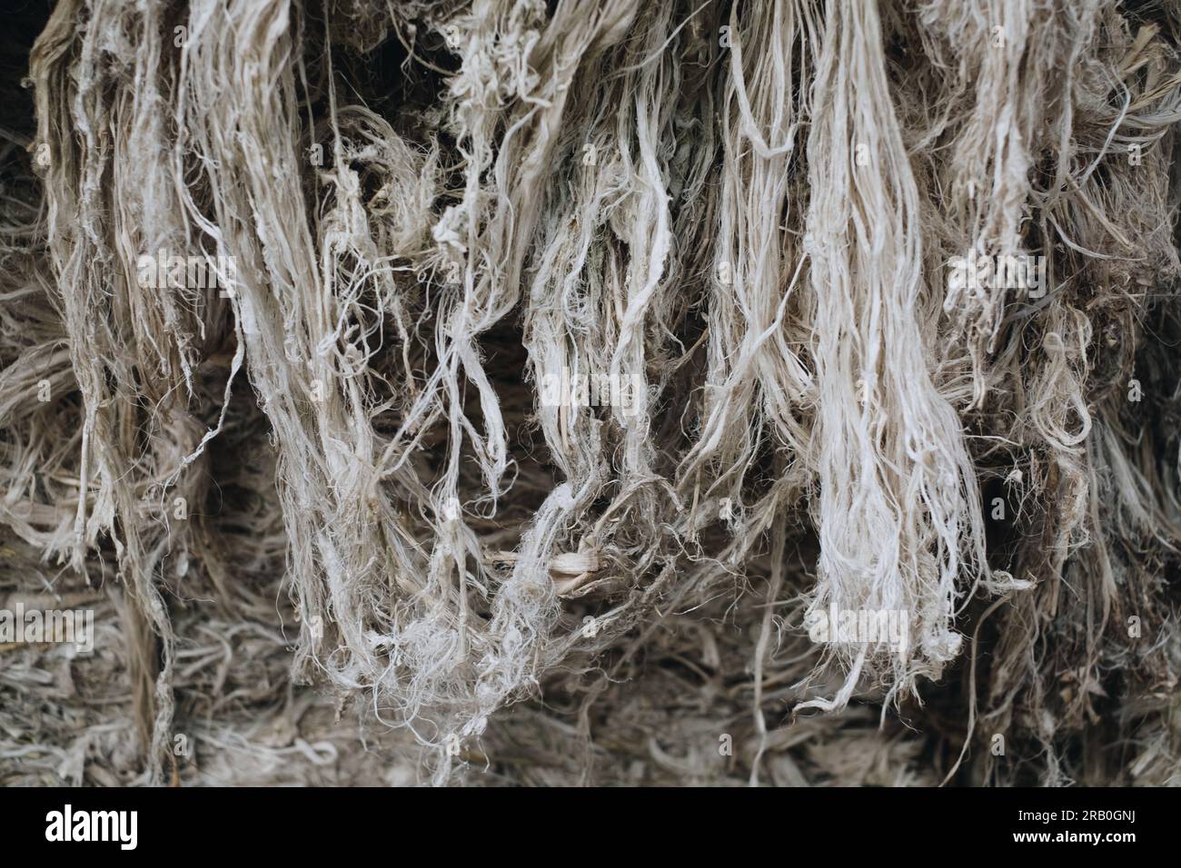 Pineapple fibers made from leaves of pineapple plant from Southern