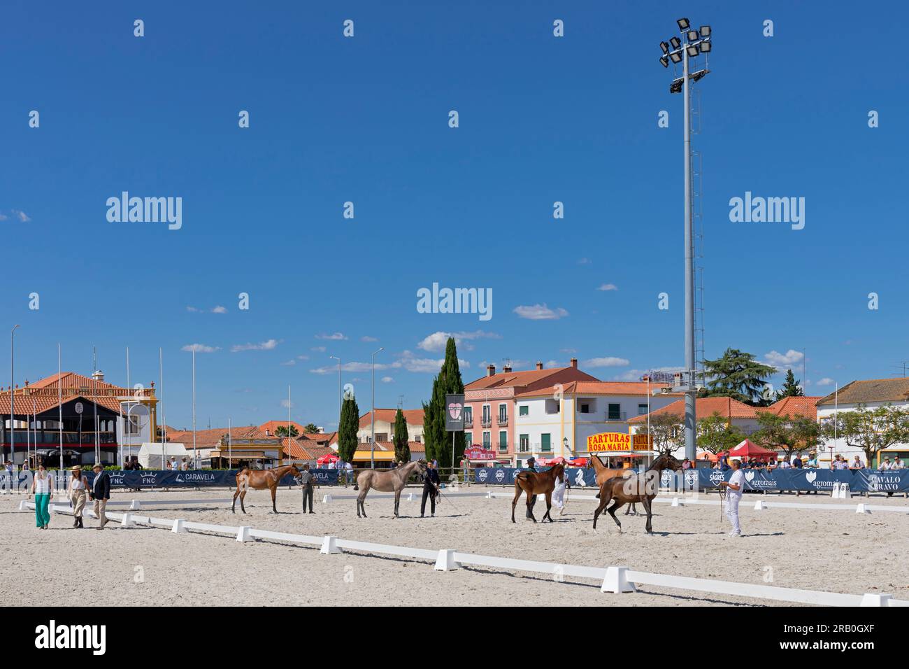 Europe, Portugal, Alentejo Region, Golega 'Mares and Foals' Horse Festival with Young Lusitano Horses lined up to receive Winner's Rosettes Stock Photo