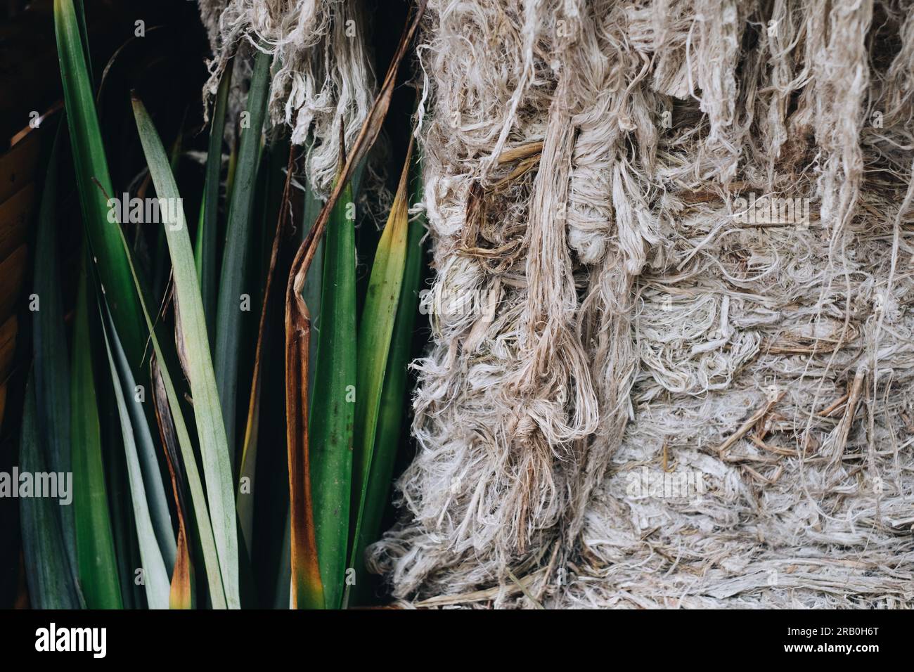 Pineapple fibers made from leaves of pineapple plant from Southern