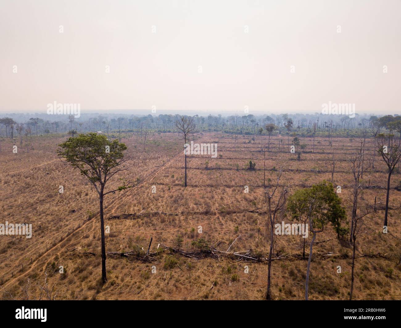 Aerial view of illegal deforestation in Amazon rainforest. Forest trees