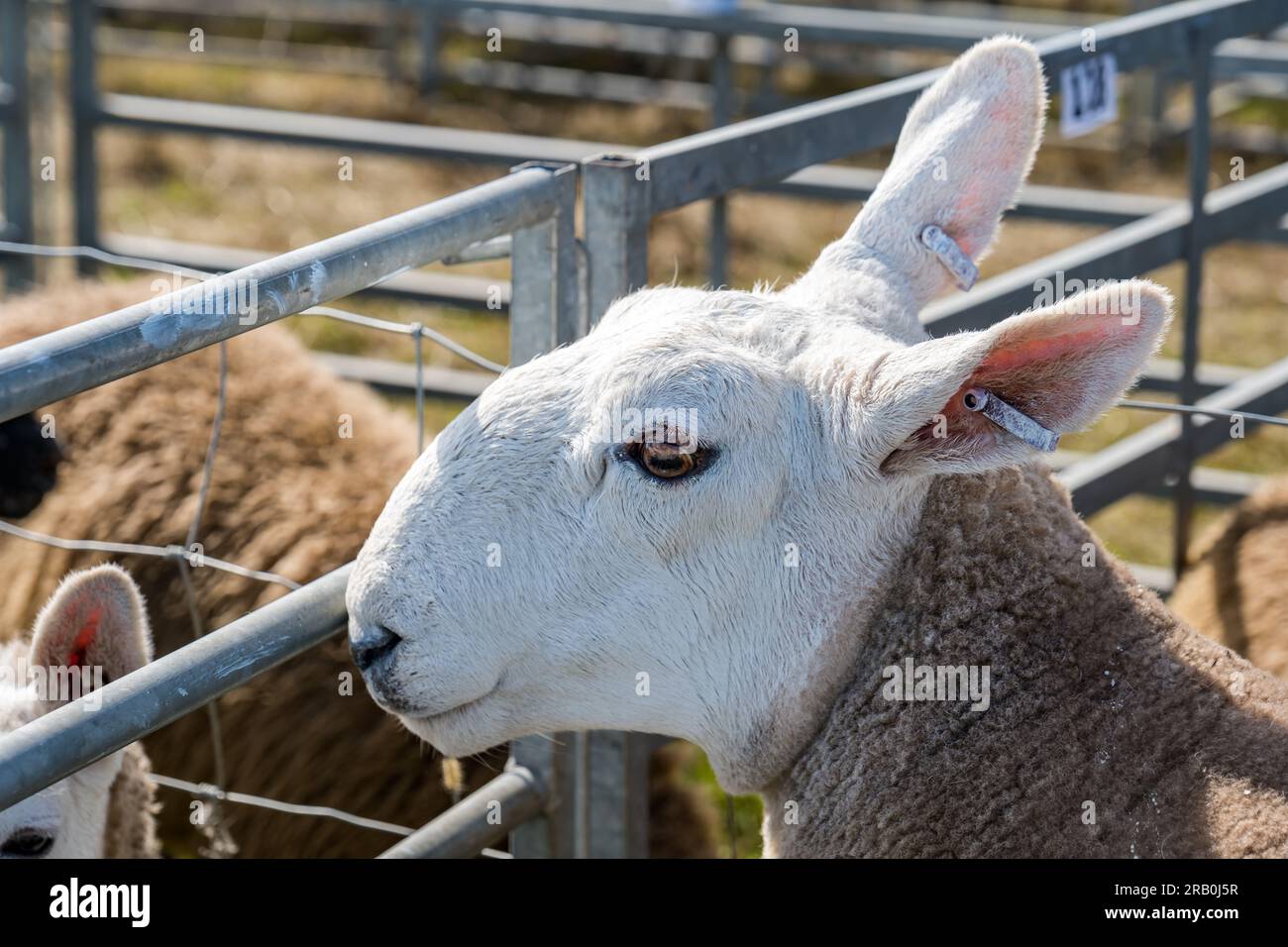 Close up of Cheviot sheep in pen at Haddington Agricultural Show, East Lothian, Scotland, UK Stock Photo