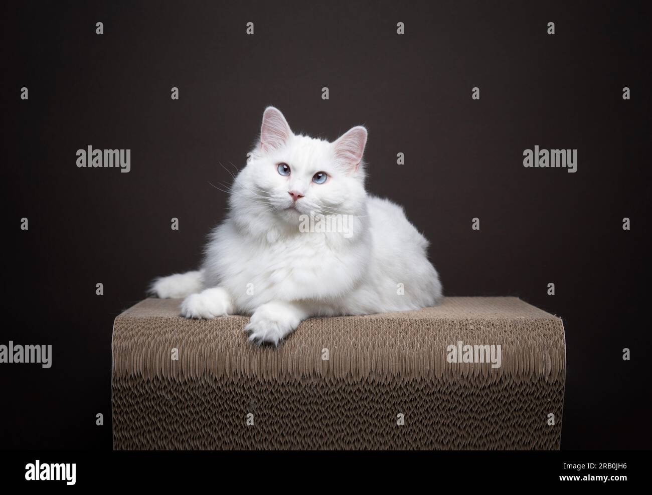 fluffy white ragdoll cat resting on cat scratcher furniture. The cat is looking at the camera
