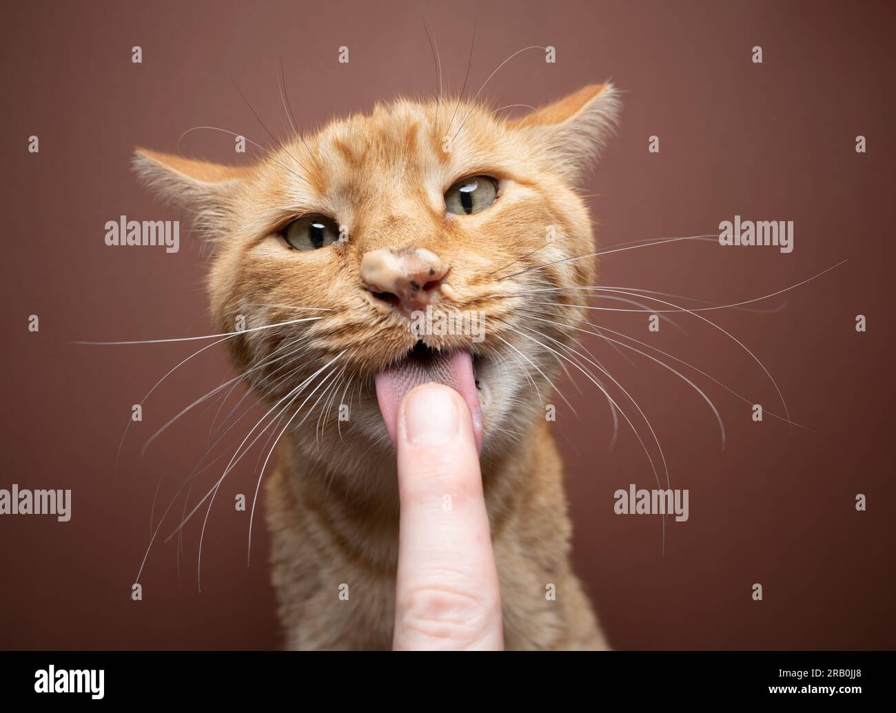 funny cat licking snacks from pet owner's finger. messy Ginger cat licking finger. the nose is covered with cream. studio shot on brown background Stock Photo