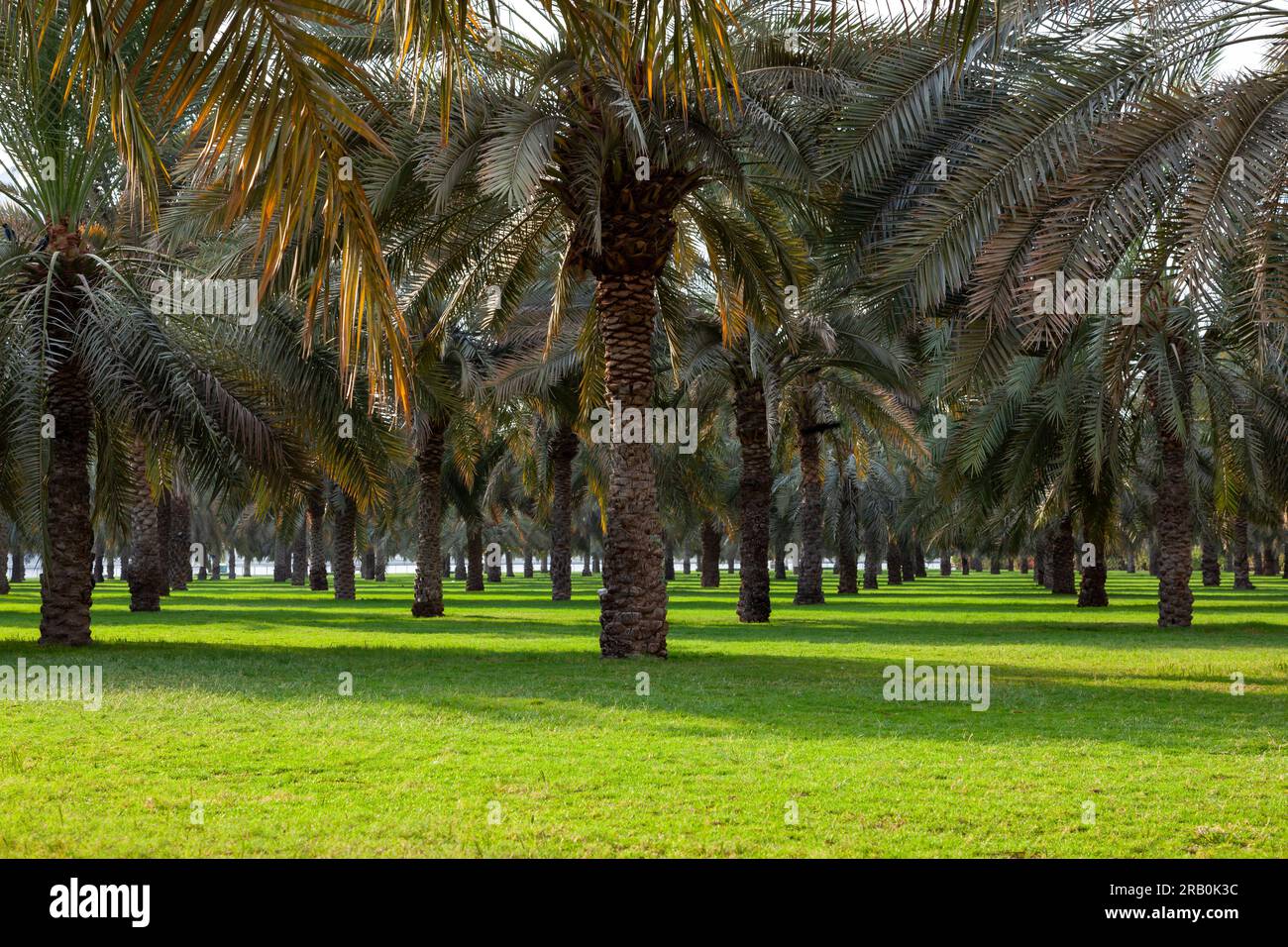 Orchard with palm date trees with green garden in Dubai Sharjah, UAE Stock Photo