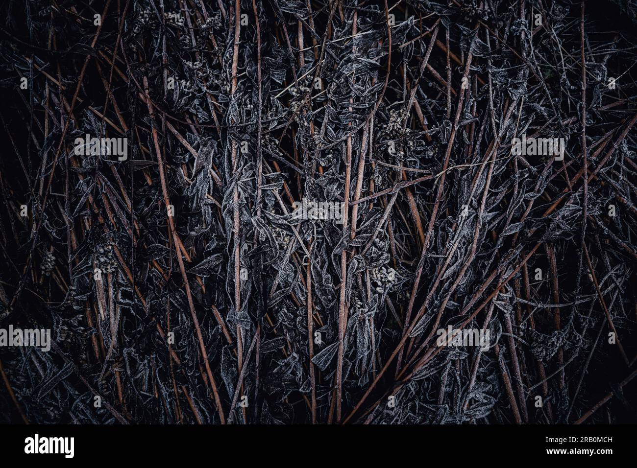 Close up shot branches hi-res stock photography and images - Alamy