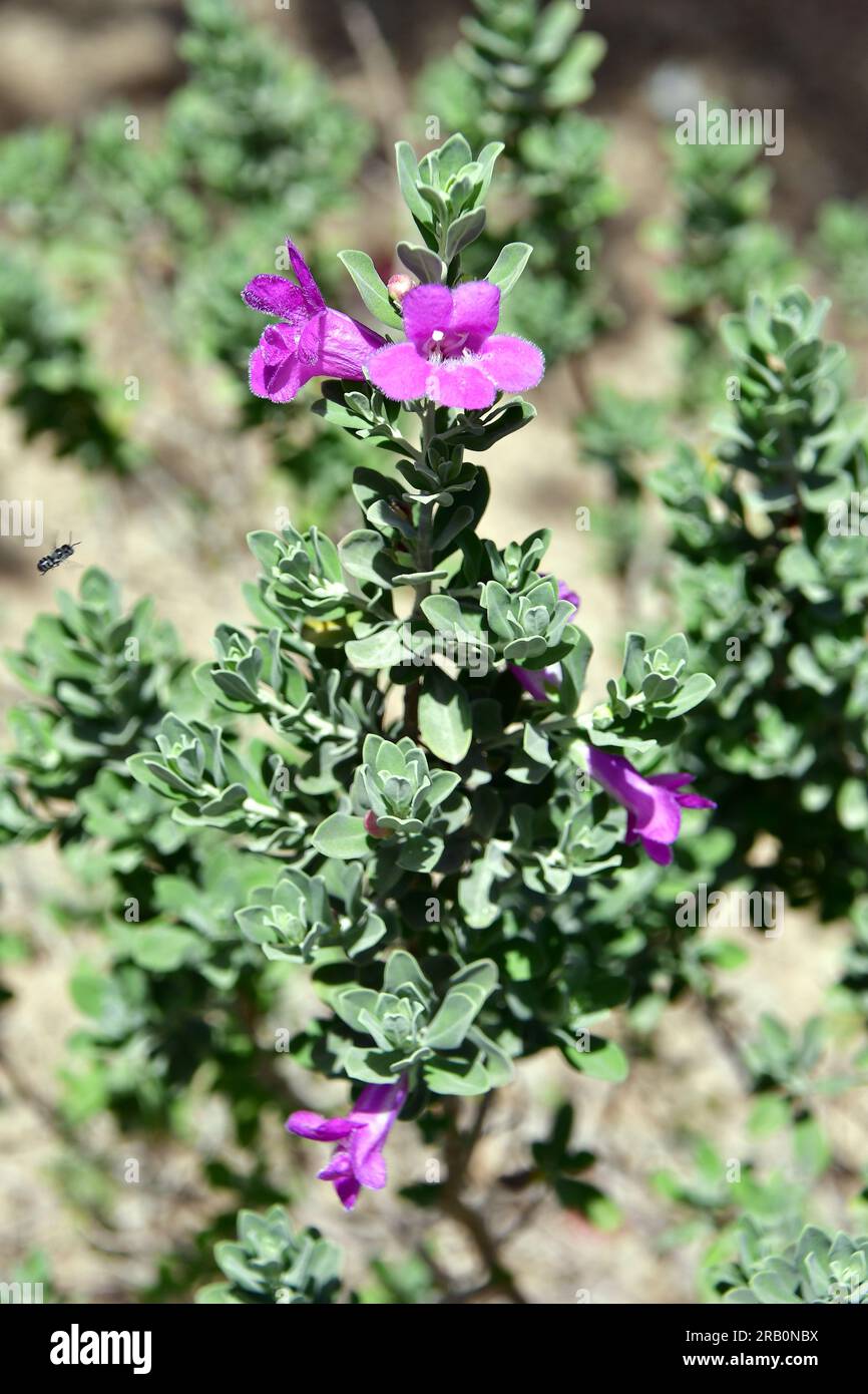 Texas sage, Texas Ranger, Texas rain sage, Leucophyllum frutescens, Death Valley National Park, California, USA, North America Stock Photo